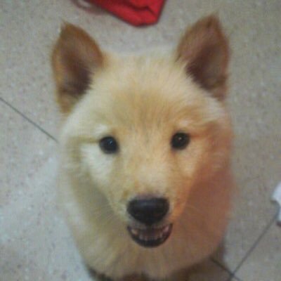 食極唔肥牛迷因さんのプロフィール画像