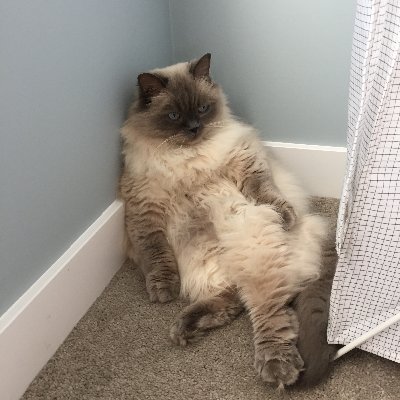 HemiHimalayan's profile picture. Cat Servant | Pro-Secular Society + Democracy | Covid is Airborne | Let Ukraine Win! | No politician/party is immune from criticism | Living in reality