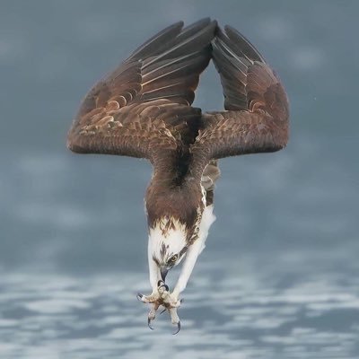 GolfHorns's profile picture. 