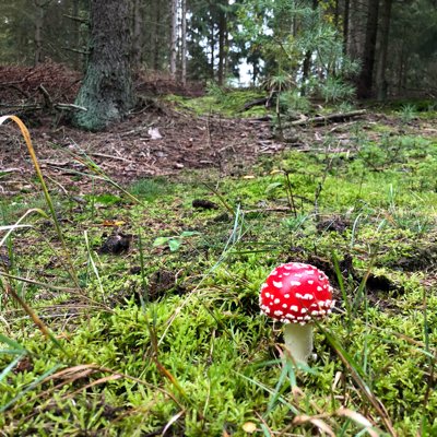 teomo_teomo's profile picture. The sun machine is coming down and we're gonna have a party