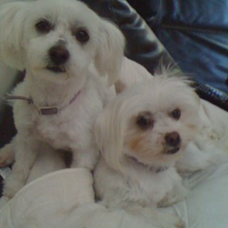 elab17's profile picture. 