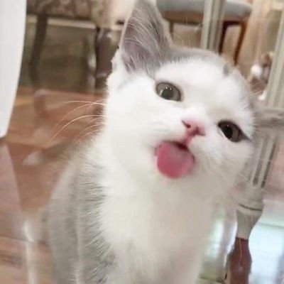 thanha555's profile picture. 
