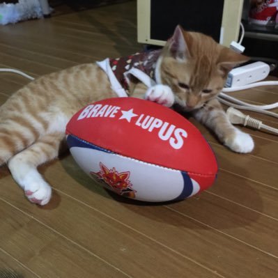 2015年ワールドカップラグビーを観てすっかりハマったw 飼い猫はリーチ君とマフィ君😆 最近女の子の子猫を保護したので当然名前はサリーさんw