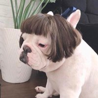 ぽんぽん (@0802_joker) 's Twitter Profile