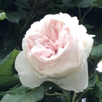 ぴっぴ (@pippikeiko) 's Twitter Profile