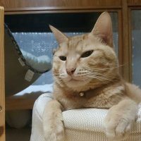Tonzu (@tonzurou) 's Twitter Profile Photo Tonzu (@tonzurou) 's Twitter Profile Photo
