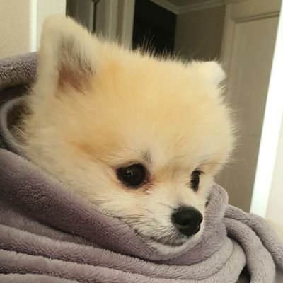 호두까까さんのプロフィール画像