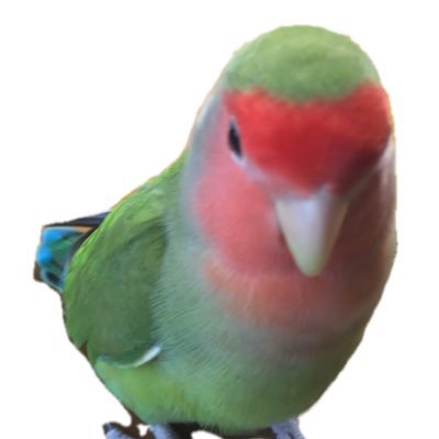 コザクラインコ