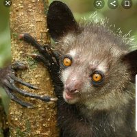 aye-aye (@kakieche) 's Twitter Profile