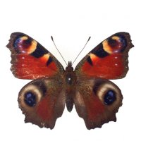 マエティー (@maety_insect) Twitter profile photo