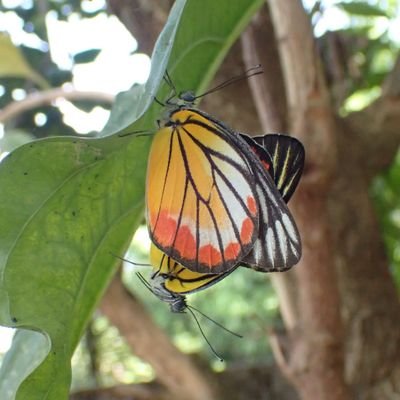 ミャンマー在住。ミャンマーのヤンゴン近郊から虫や生物の話題を紹介。ほとんど自宅や自宅周辺に来た種類の備忘録です。浅学のため皆様にお尋ねすることが多いかと思います。また誤同定などありましたらお知らせください。無言フォロー失礼します。よろしくお願いします！