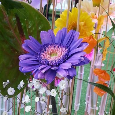 pourpre_eyeeye's profile picture. 休業⇆開店