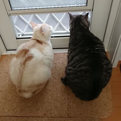 NVX3OuYr28D1fME's profile picture. 冬は、やっぱりこたつ猫！最近は、気が向いたらプチＤＩＹしてます。
皆さんの、DIYやリフォーム見るの好きです。