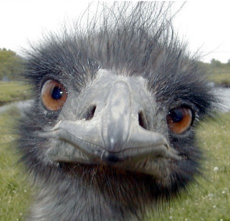 PointerofVoid's profile picture. 