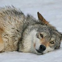 LC Wolf (@lcaeruleus) 's Twitter Profile