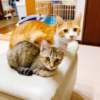 ゆきだんご (@yusu12sy08) 's Twitter Profile
