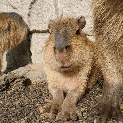 がんも·ケビン世代。大好きなカピバラさんといえば… 白玉·抹茶·あずき·おたま·ポテト·トマト·ミント· たわら·いなり·ニンジン·ケビン。お風呂好きはカピバラさんも同じ。