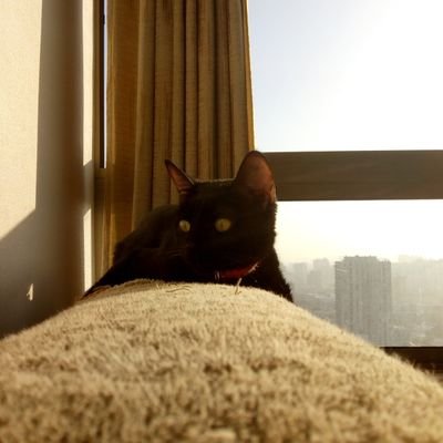 cancinorodrigoo's profile picture. 