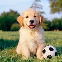 woofpackpetcare(@woofpackpetcare) 's Twitter Profile Photo