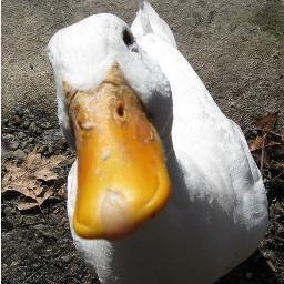I crap in your yard. I sit in the road. I quack at 3 am keeping you up. I am a campus duck.