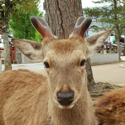 ミモザ（基本は先日、たまに当日）さんのプロフィール画像