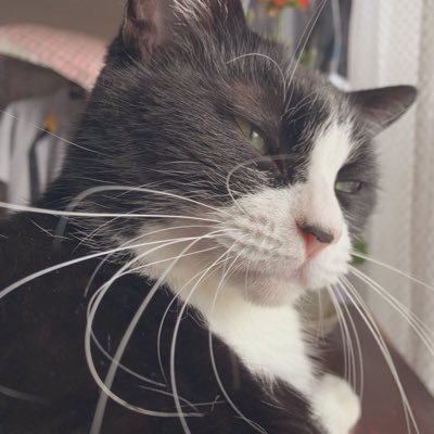一 磨  🐾さんのプロフィール画像