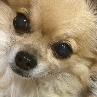 mfmfmohu's profile picture. 取引垢 腐20↑。🔪/五虎退、獅子王、御手杵(三日月 三名槍) あんす/友也、鉄虎(らびっつ、高峯)FGO/槍トリアオルタ サリエリ カーマ(男女合わせ色々)えすり/万里 至 ガイ 🌈🕒(現メイン)/ 🐕🌶💻💙 ❤️🦋 💗🌕取引詳細ツイフィ 地雷の多い腐女子