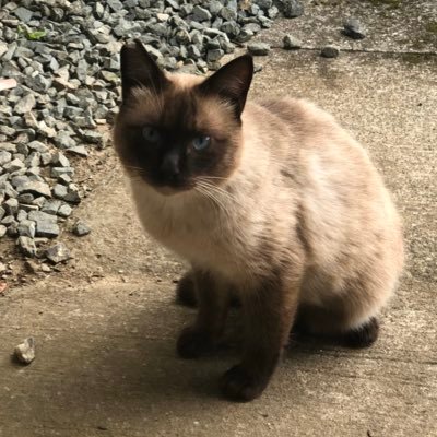 _dekki_'s profile picture. ドラマーです。佐野康夫さん、刃田綴色さんを追いかけています。その時ハマった音楽のドラムを叩くなどします。ハイハットとライドがでかい。みかん県在中。ヴィジュアルプリズンを見ろ。https://t.co/mbBIdQfQGW