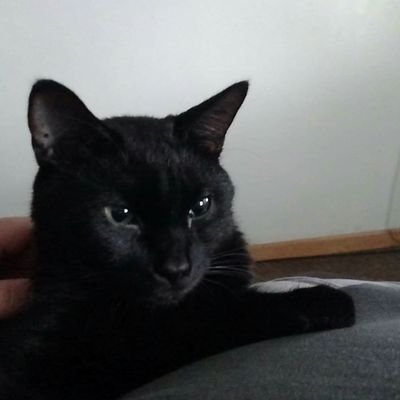 cleverrat41's profile picture. 