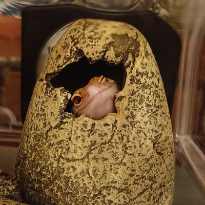 しろチョコさんのプロフィール画像