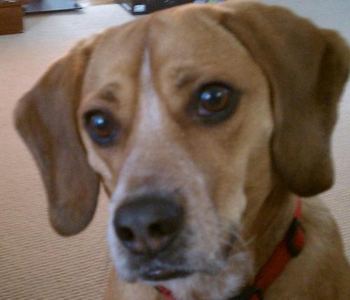 iGeoFire's profile picture. Helping to inform you about US Fire & Rescue Community news, broken down by regions.