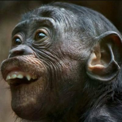 lakedrivewood's profile picture. 