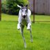 Roscky 🐾 🌈 (@roscopgreyhound) Twitter profile photo Roscky 🐾 🌈 (@roscopgreyhound) Twitter profile photo