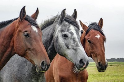 Wild Fillies Guiding Independent Women to securing their dreams ...