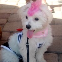 Ginger O'Day (@allaboutginger) 's Twitter Profile