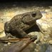 Dorset Wildlife Spot (@sightingdor) Twitter profile photo Dorset Wildlife Spot (@sightingdor) Twitter profile photo