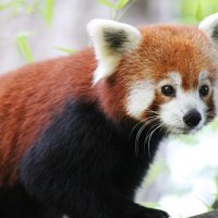 Gracaarl (@gracaarl) 's Twitter Profile