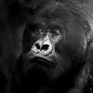 GuhondaI's profile picture. 