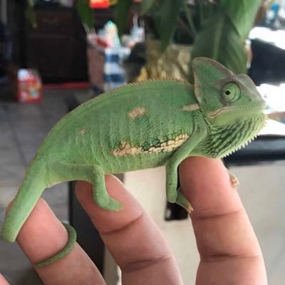 Totally not a feederism page... also I love chameleons! 18+, 19