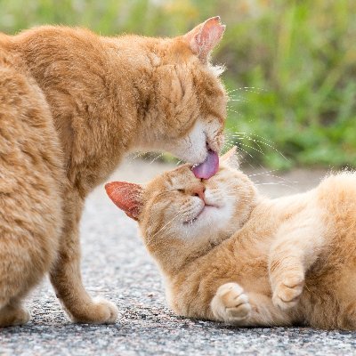 石川県で漁港猫さんを撮影しています😺📸2023年2月に石川県金沢市にて初個展を開催/
どうぶつ基金様主催いのちつないだﾜﾝﾆｬﾝ写真ｺﾝﾃｽﾄ2022年理事長賞受賞🏆2018-2020年入選・2020年さくらねこカレンダー表紙採用/⬇インスタも是非ご覧ください😺