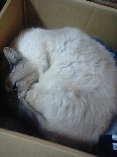 kzk99's profile picture. 電気屋みならいをしつつ→無職になりました＼(＾o＾)／→再就職、まあがんばる
日々妄想に浸る