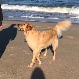 2016年8月生♂7歳 とっても甘えたで超絶癒しの子🐾ありがとうゲル君♪ゴールデンレトリバーのゲル君中心ツイッターです！ #ゴールデンレトリバー #大型犬 #ゴールデンレトリーバー