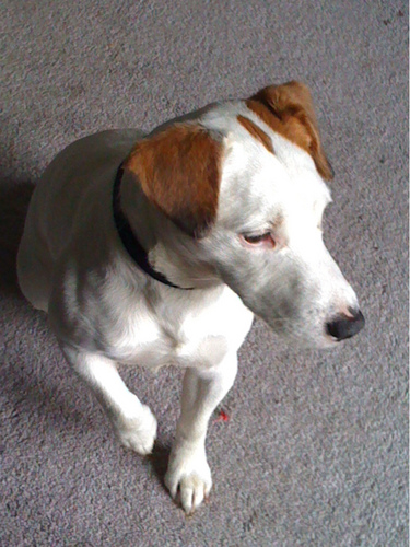 Lost Jack Russell Terrier - Pixel - Pollock Pines, CA.  Last seen the evening of 01/08/2011 in the vicinity of Fresh Pond, CA. Email: pixelthedog@gmail.com