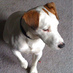 Pixel the Dog (@pixelthedog) Twitter profile photo