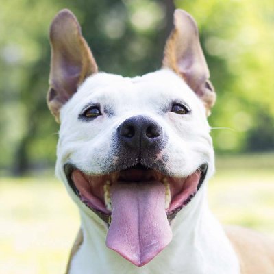 Feel-Good Account that Shares the Grateful Smiles of Shelter Dogs #rescued today! 🐶 #adoptdontshop a 501(c)3 Non-Profit, part of @rescuedseniors