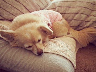 RidcX3bl1AL9ax2's profile picture. 年越しをポケモンといっしょにすごしました