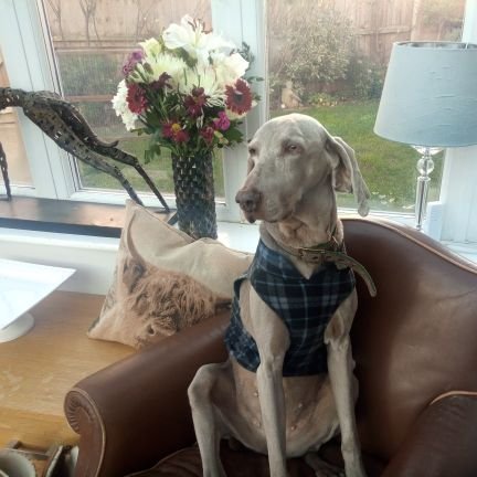 Adventures of our #CelebrityWeimaraners & their friends worldwide!! All animals welcome!!
❤️Animal Lover🐾🐕🐈🐖🐢🐡❤️
Love #Weimies?Tag me if see a #Weimie!🐾