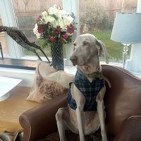 🐾Celebrity Weimaraner Whisperer 🤣🐕❤️🐾(@WeimCrimes) 's Twitter Profile Photo