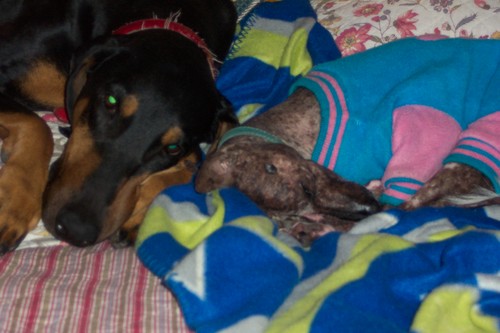 NaturalvetChile's profile picture. Amo  mis perros, mis pacientes y mis amig@s!!
Vivo holísticamente dia a dia, expandiendo plenamente toda una Energía de Armonía, Amor y Alegría, Sat Nam