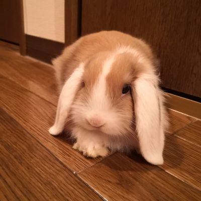 akatinn1111's profile picture. 